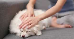 Tips Dan Cara Merawat Anjing Serta Perlengkapan yang Dibutuhkan, Pemula Wajib Baca