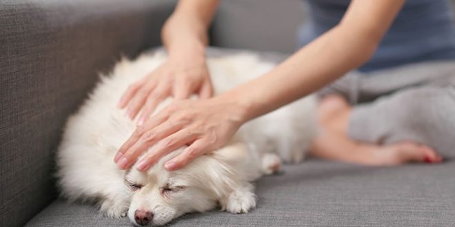 Tips Dan Cara Merawat Anjing Serta Perlengkapan yang Dibutuhkan, Pemula Wajib Baca