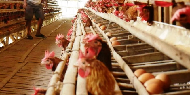 Tips Membuat Kandang Ayam untuk Peternak Pemula yang Perlu Diperhatikan