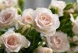 Rekomendasi Buket Mawar Putih Elegan Dari Clarkia Floristry Untuk Hadiah Istimewa Di Berbagai Momen Spesial