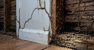 Jenis Jenis Rayap yang Sering Menyerang Rumah di Indonesia